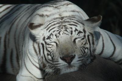 20091111010146-tigre.jpg