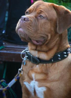 20110520190915-perro.jpg
