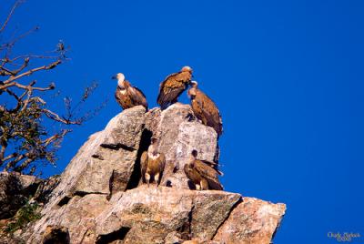20100928150921-charly-morlock.jpg